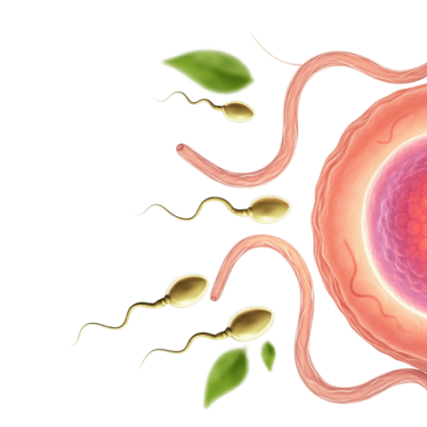 Fertility Boosting Power